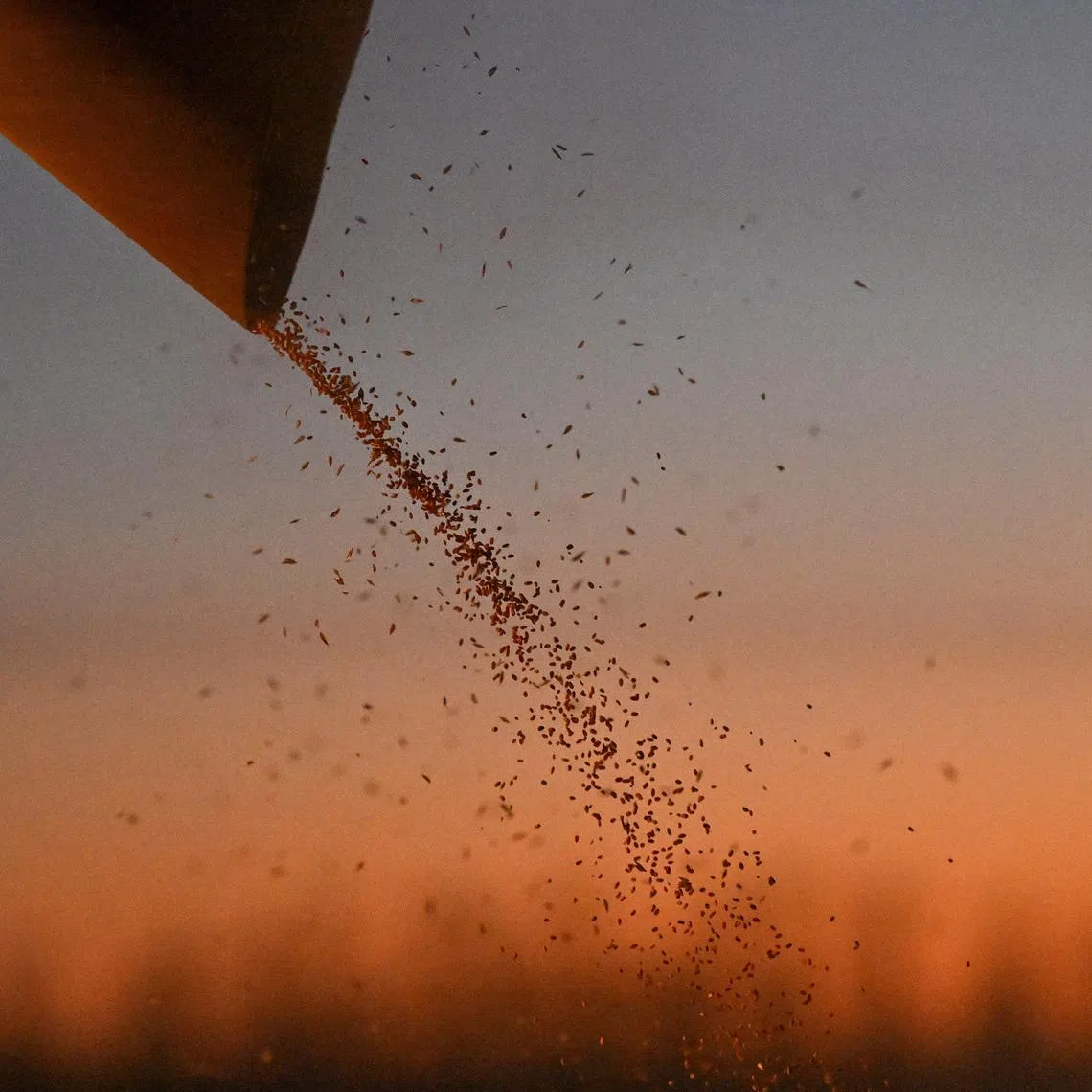 FILE PHOTO: A combine loads wheat into a truck during harvesting in a field of a local agricultural enterprise in the Cherlaksky district of the Omsk region, Russia, October 4, 2024. REUTERS/Alexey Malgavko/File Photo