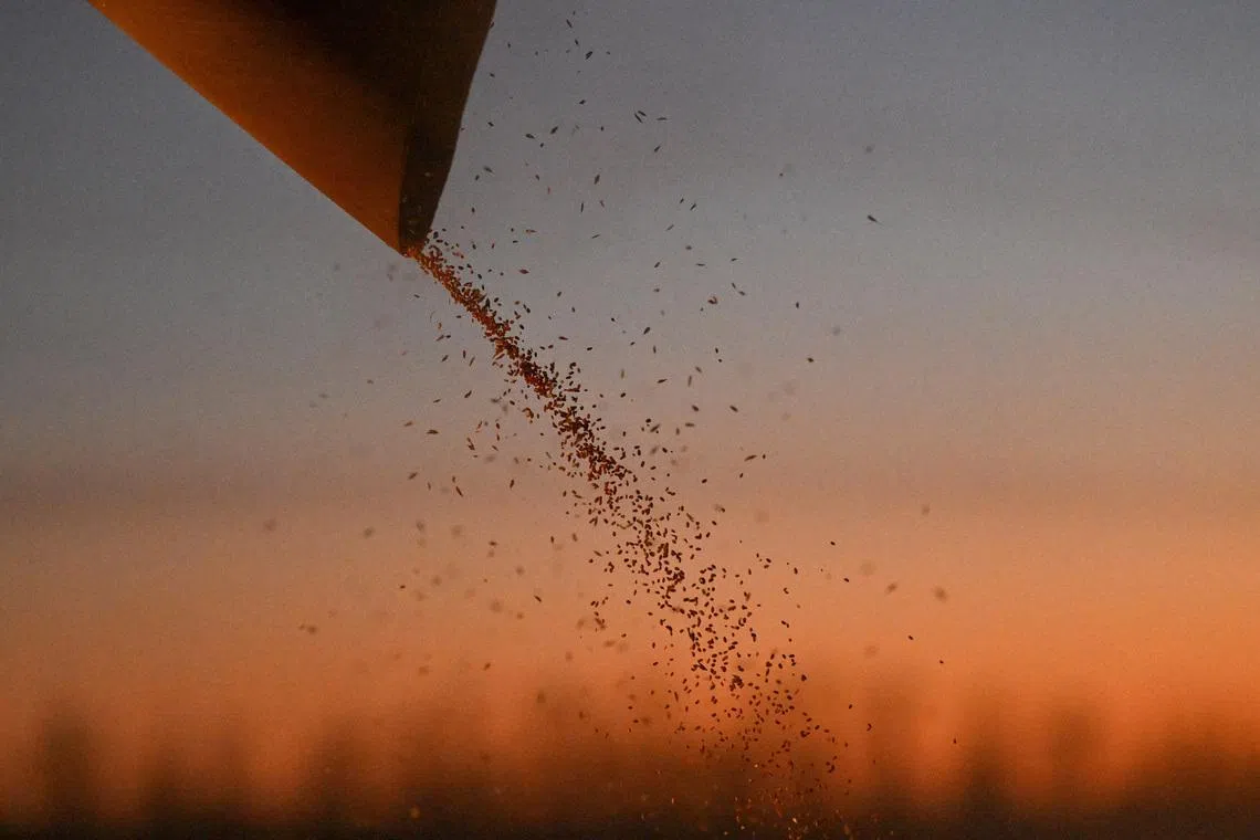 FILE PHOTO: A combine loads wheat into a truck during harvesting in a field of a local agricultural enterprise in the Cherlaksky district of the Omsk region, Russia, October 4, 2024. REUTERS/Alexey Malgavko/File Photo
